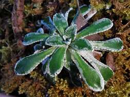 Image of Saxifraga cochlearis Rchb.