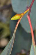 Image of Blakely's Red Gum