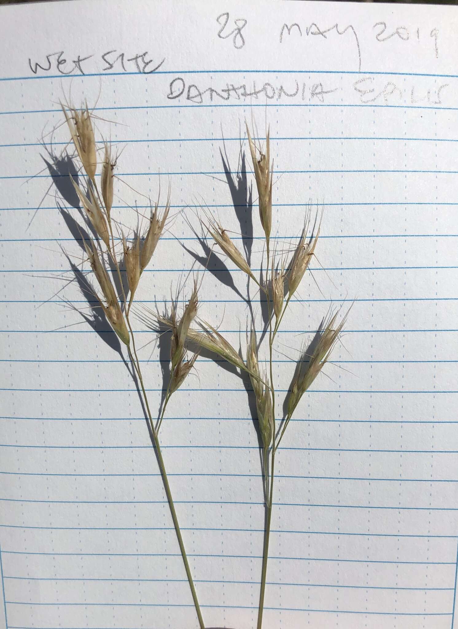 Image de Danthonia sericea Nutt.