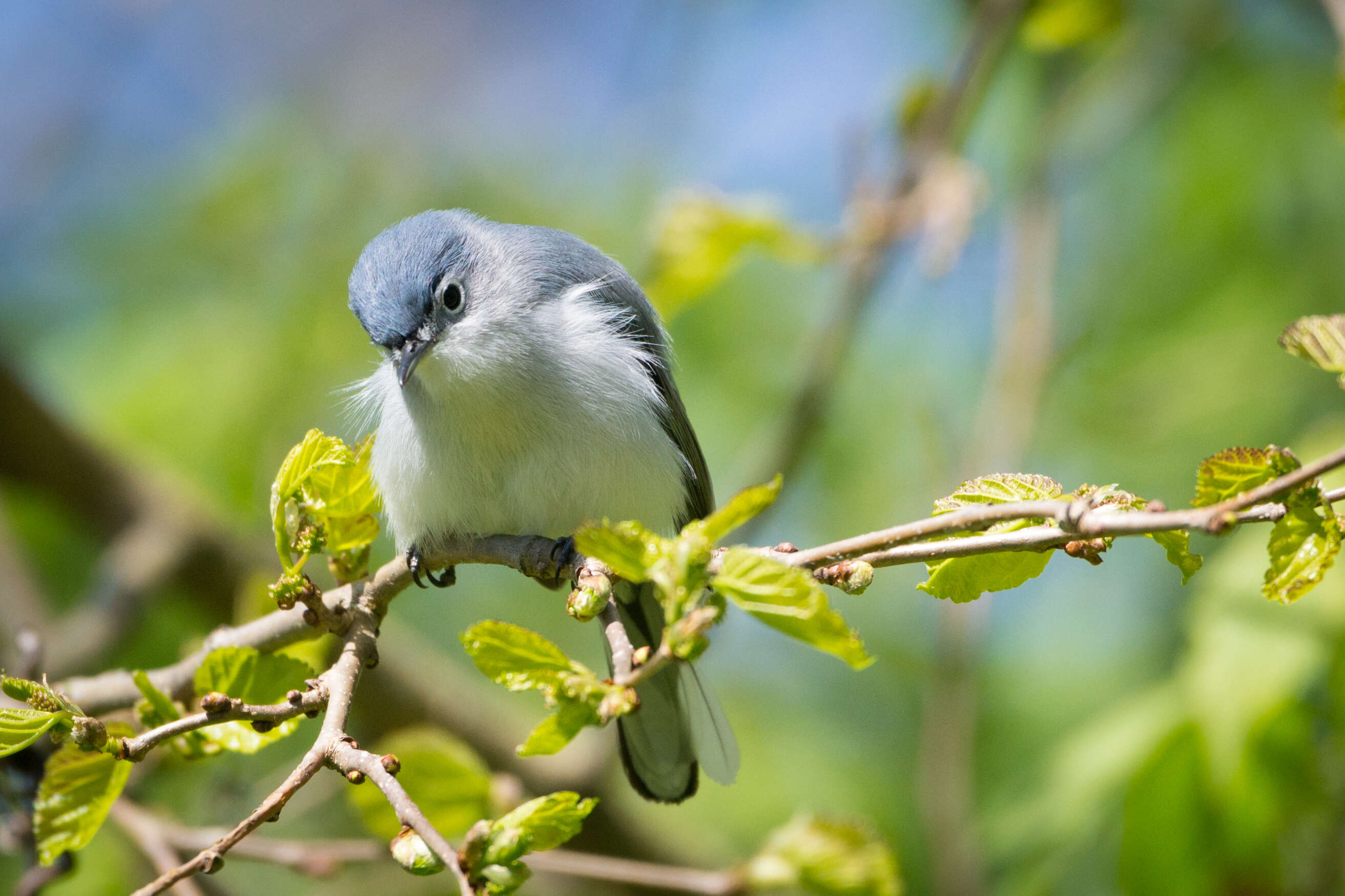 Image of gnatcatchers