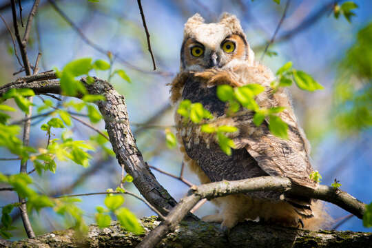 Image of Great Horned Owl