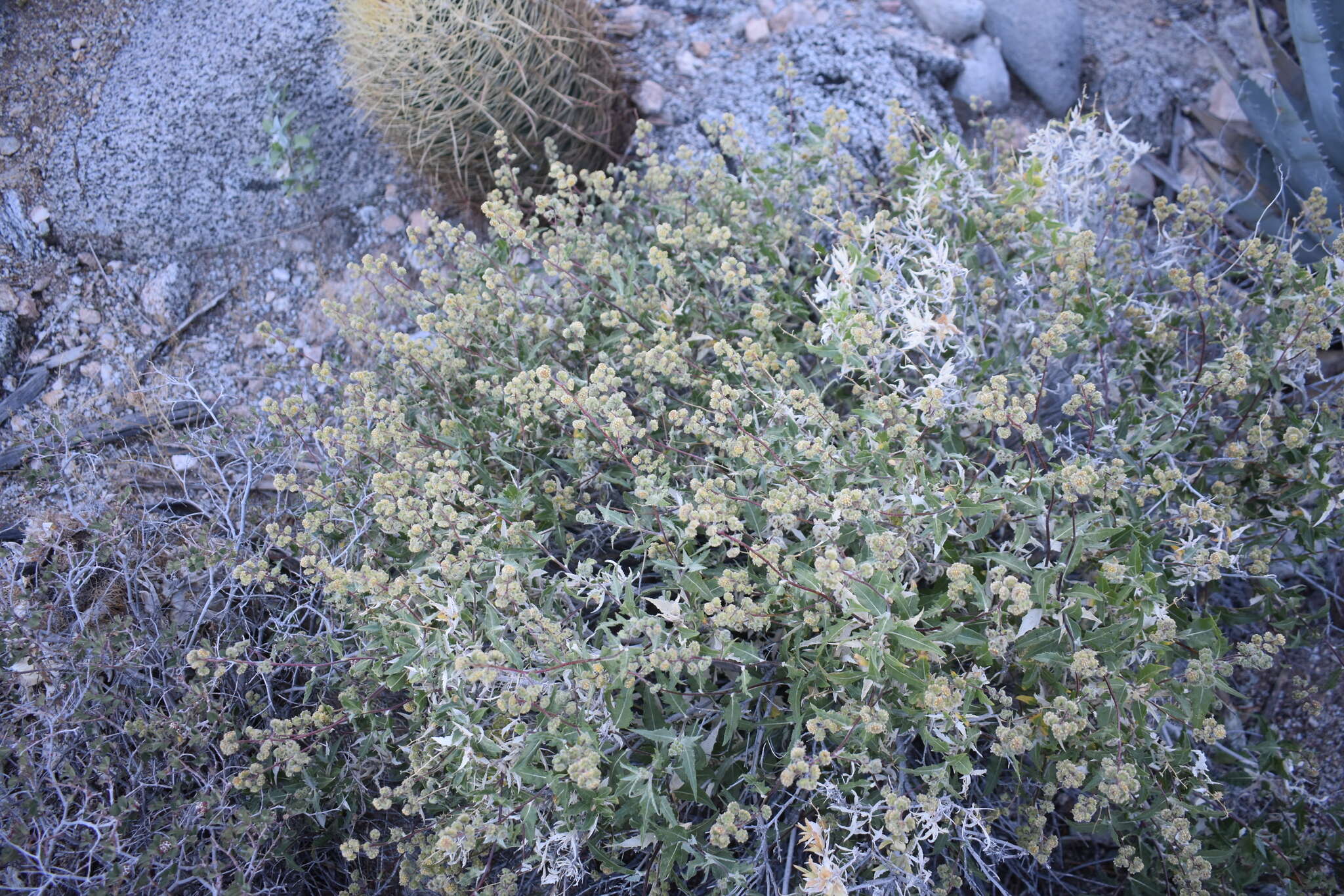 Image of Ambrosia flexuosa (A. Gray) W. W. Payne