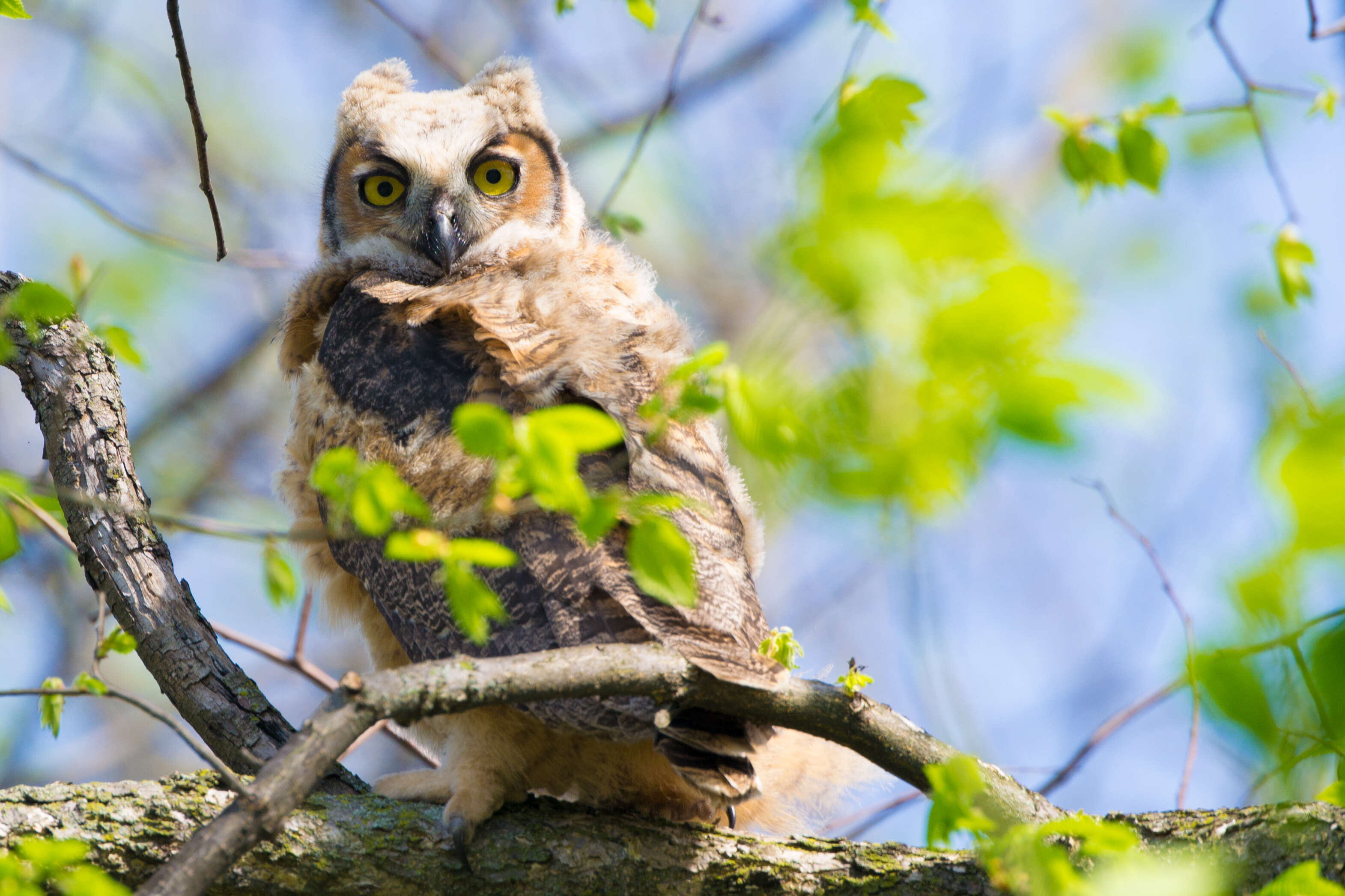 Image of Great Horned Owl