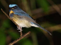 Image of Chinese Blue Flycatcher