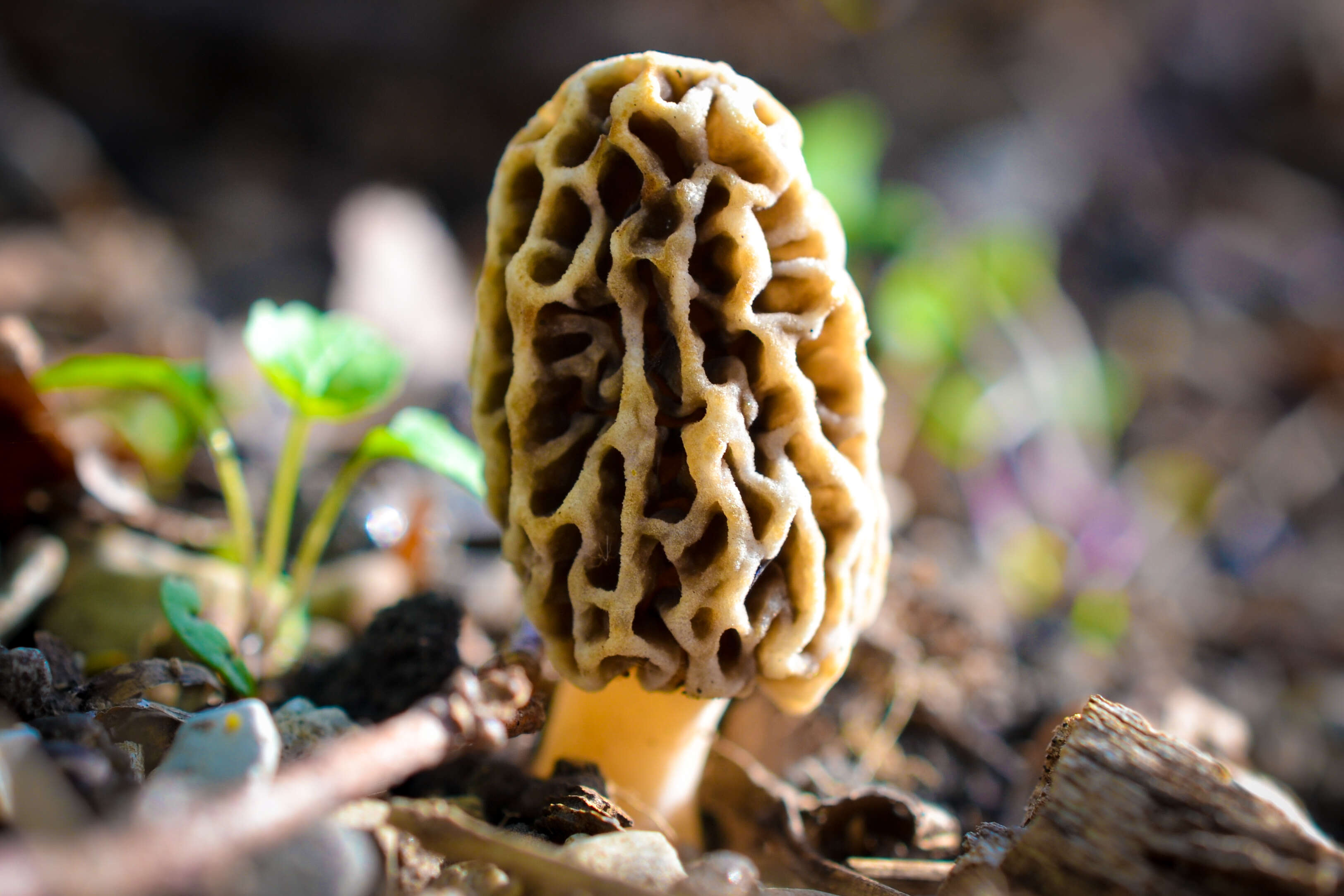 Image of Morchella vulgaris