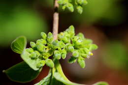 Imagem de Afrocanthium gilfillanii (N. E. Br.) Lantz