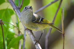 Image of goldcrests and kinglets