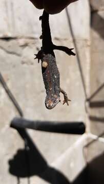 Image of Banded Newt