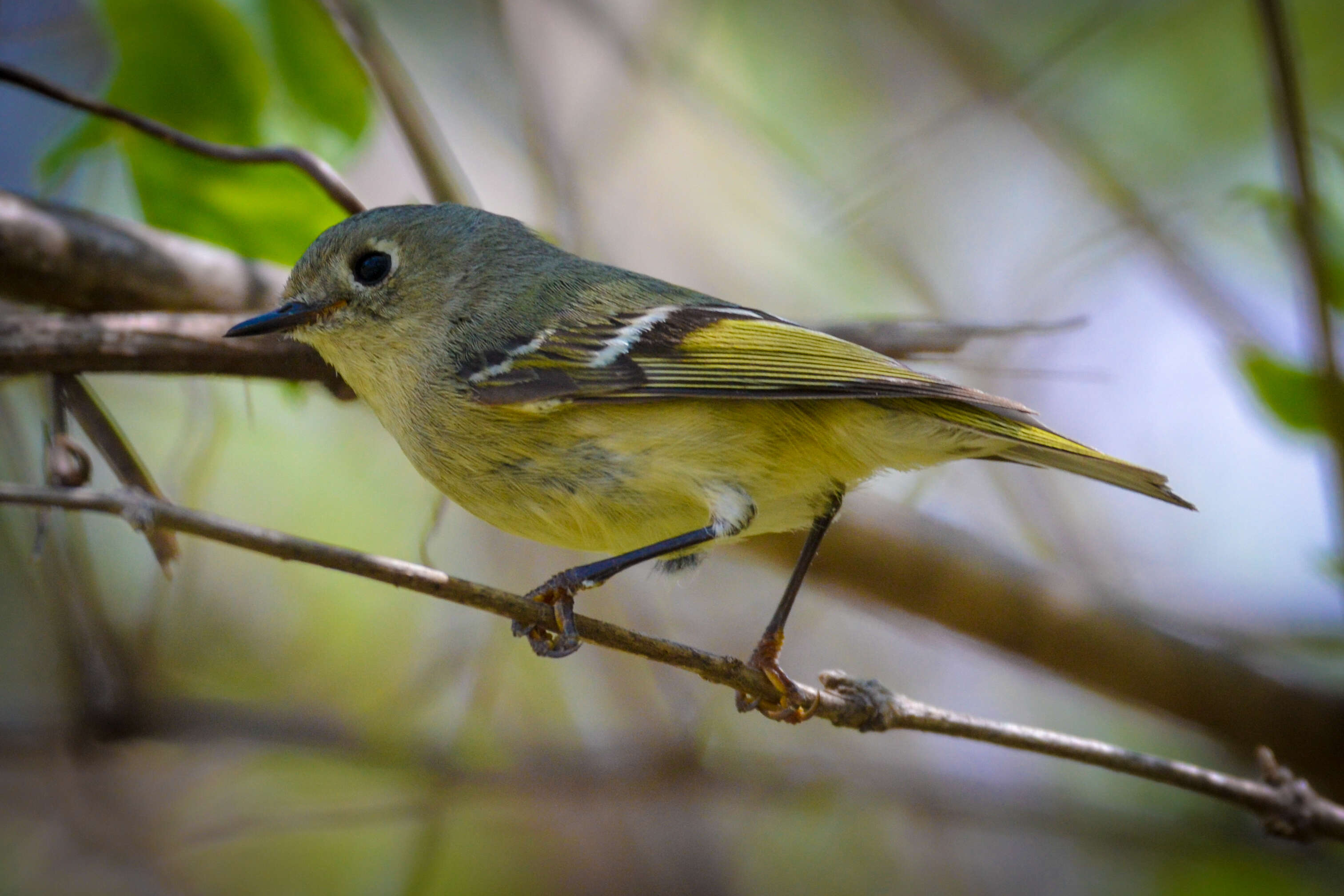 Image of goldcrests and kinglets