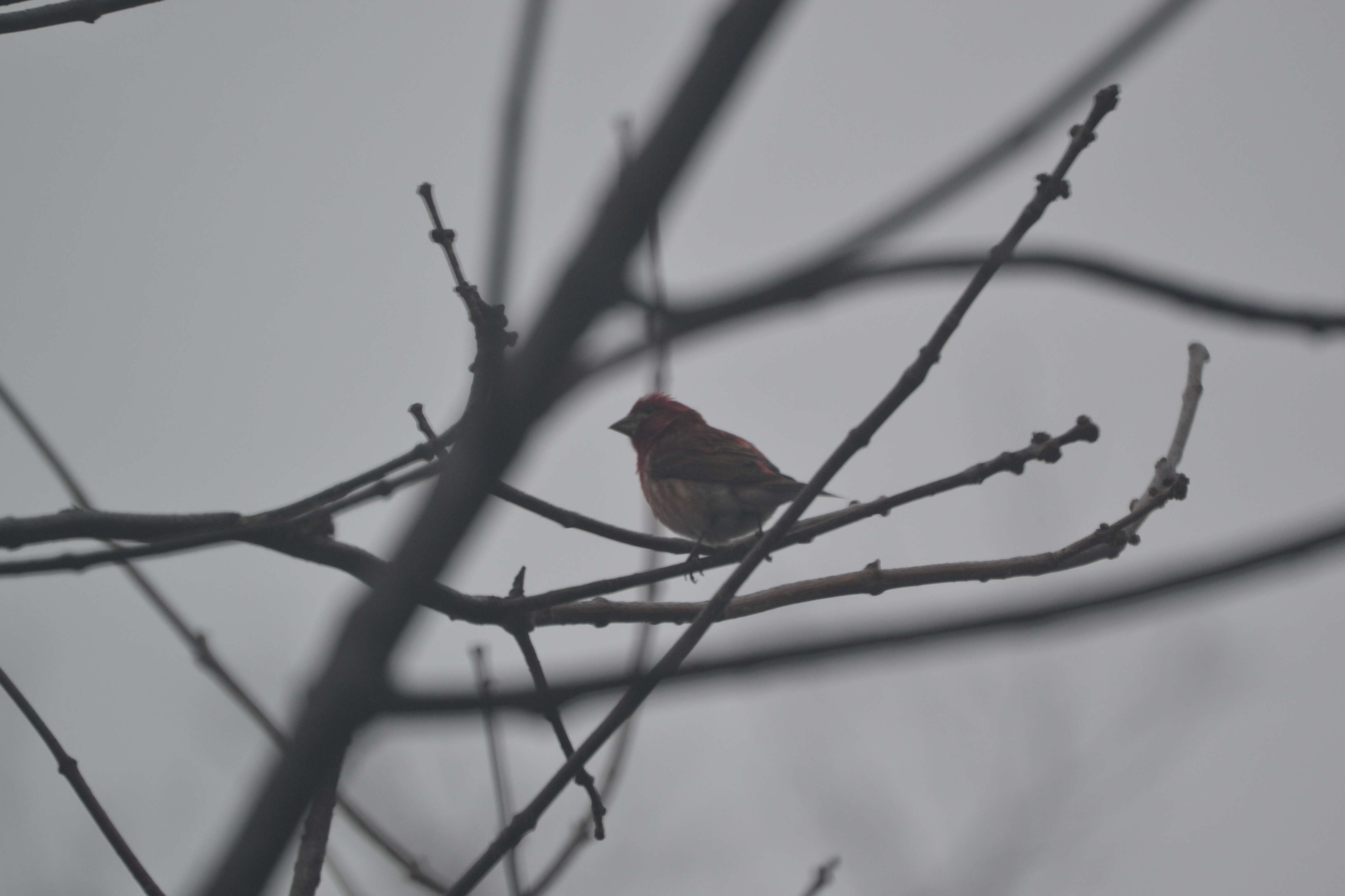 Image of Purple Finch