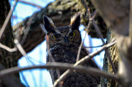 Image of Great Horned Owl