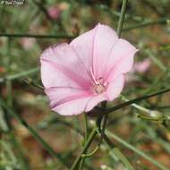 Image de Convolvulus dorycnium L.