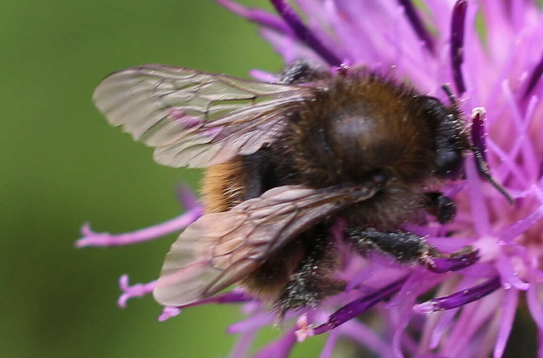 Image of Brown-banded carder bee