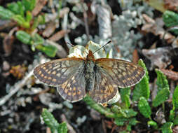 Image of Dingy Fritillary