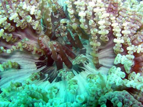 Image of Adhesive sea anemone