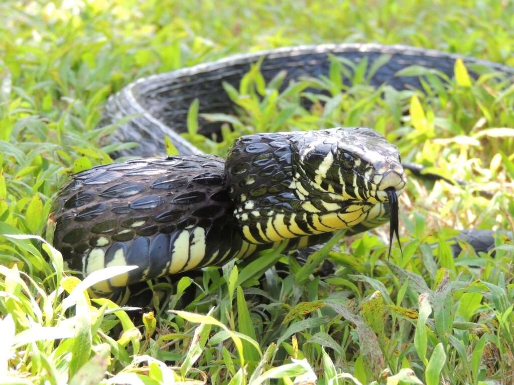 Image of Chicken Snake