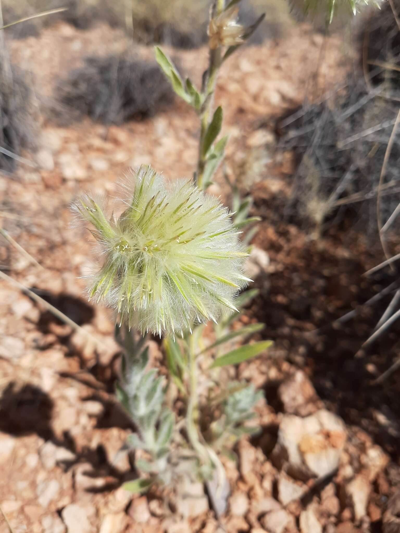 Ptilotus clementii (Farmar) Benl的圖片