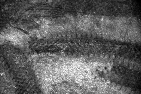 Image of Protolepidodendrales