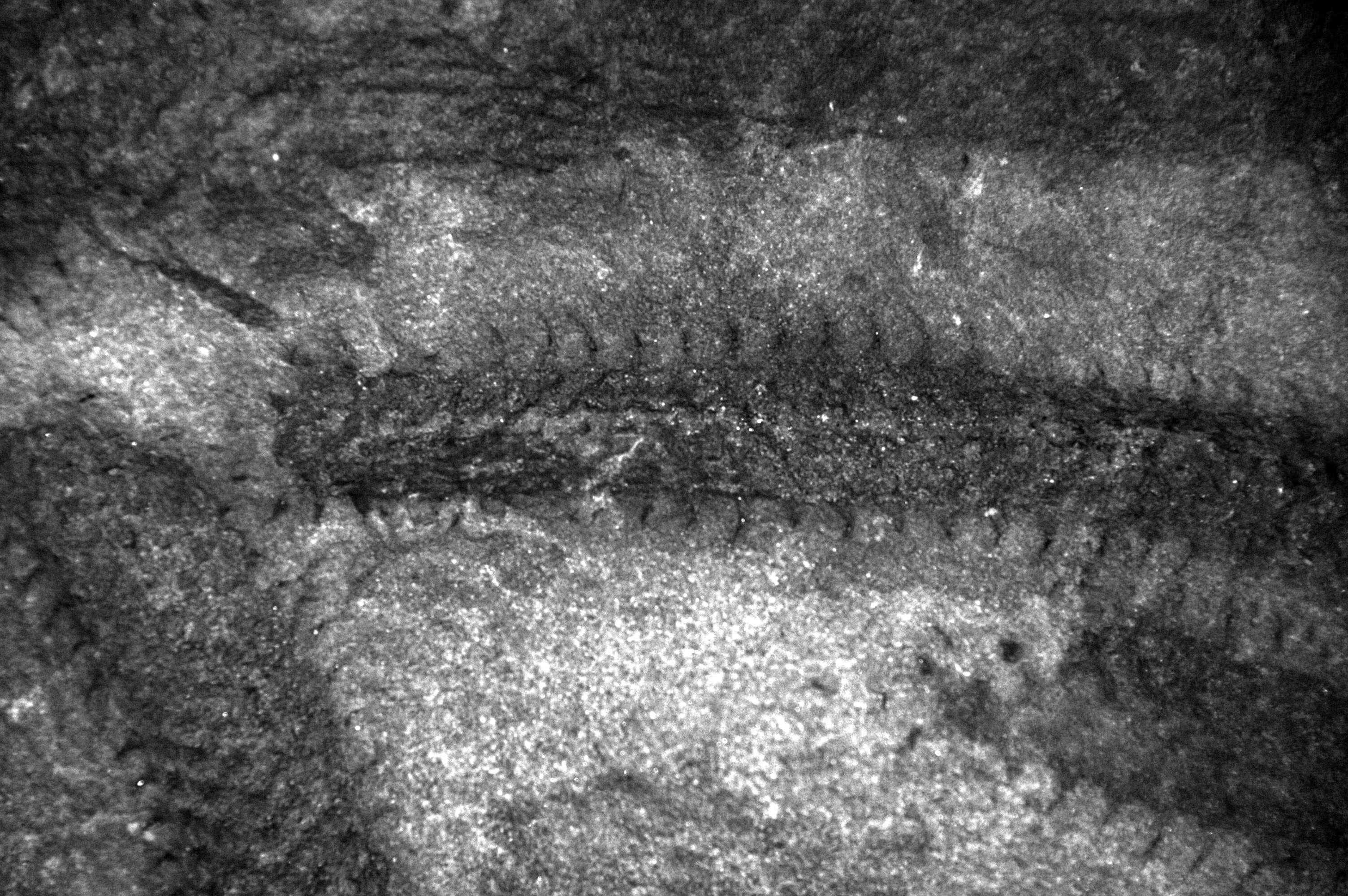 Image of Protolepidodendrales