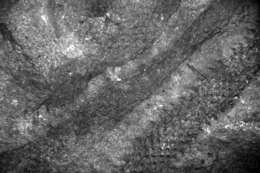 Image of Protolepidodendrales