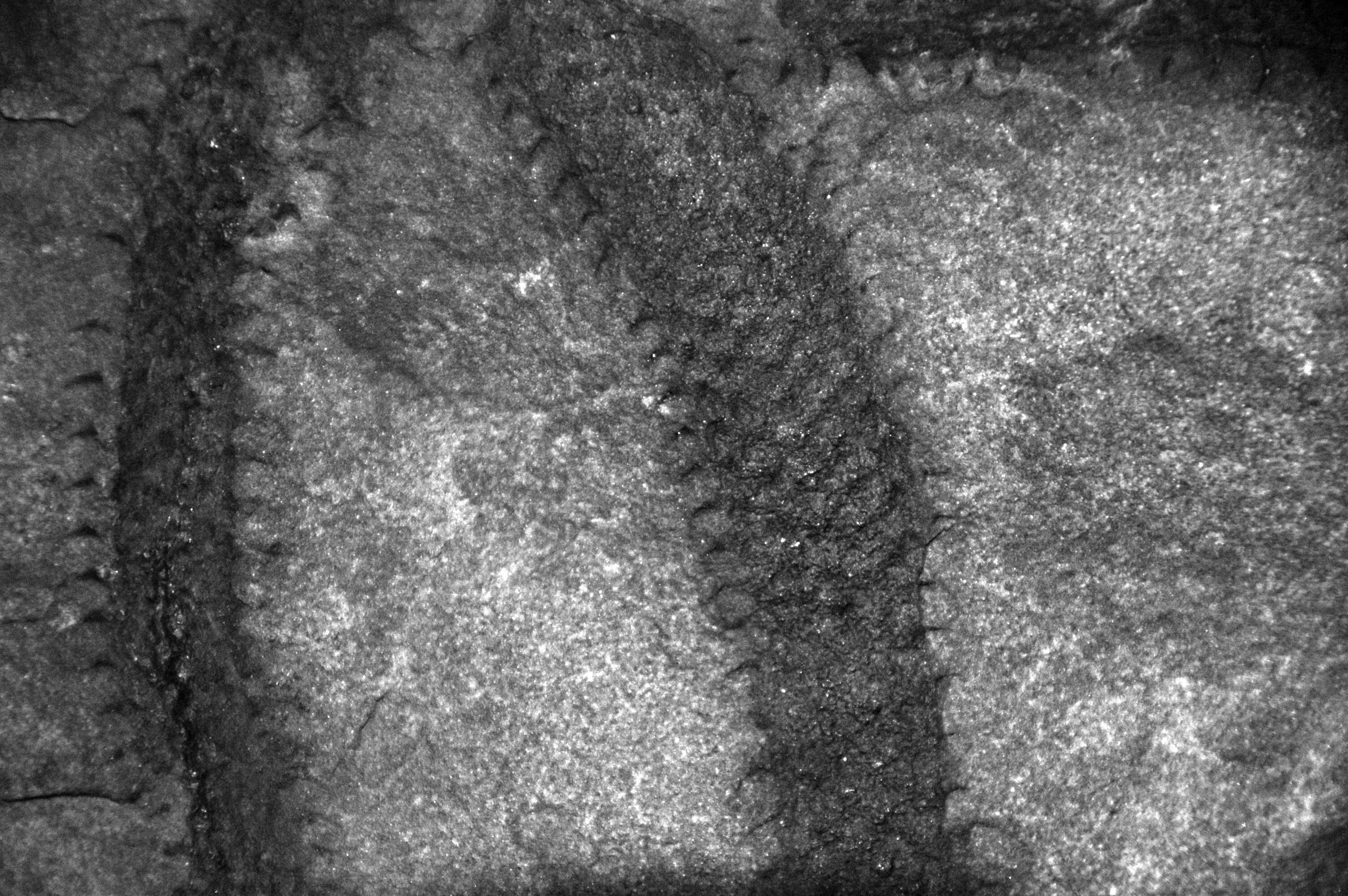 Image of Protolepidodendrales