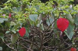 Sivun Homalanthus populifolius Graham kuva