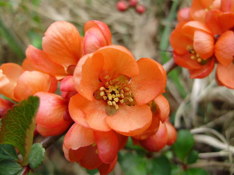 Слика од Chaenomeles japonica (Thunb.) Lindl. ex Spach