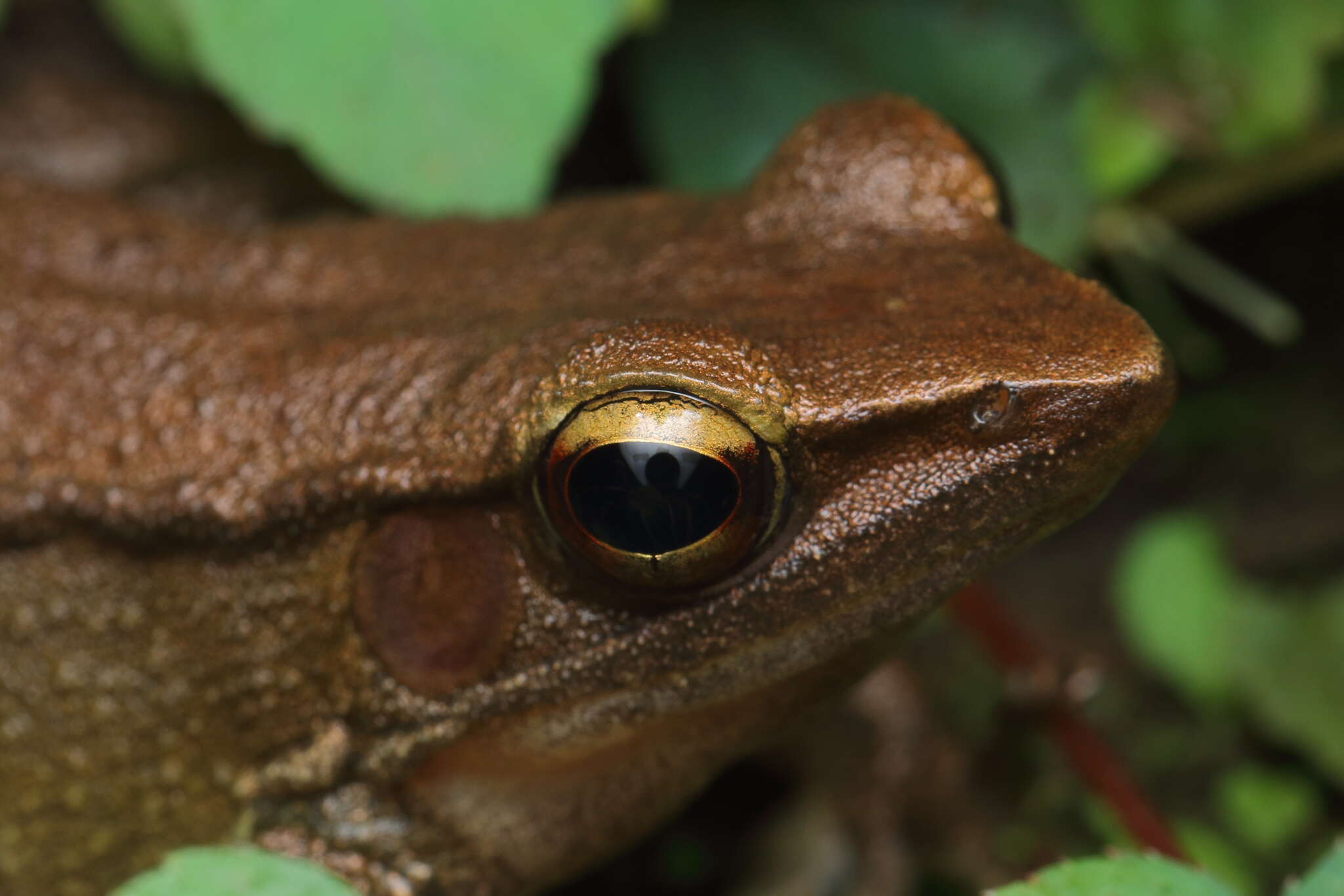 Image of Indosylvirana caesari (Biju, Garg, Mahony, Wijayathilaka, Senevirathne & Meegaskumbura 2014)