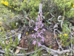 Image of Stylidium brunonianum Benth.