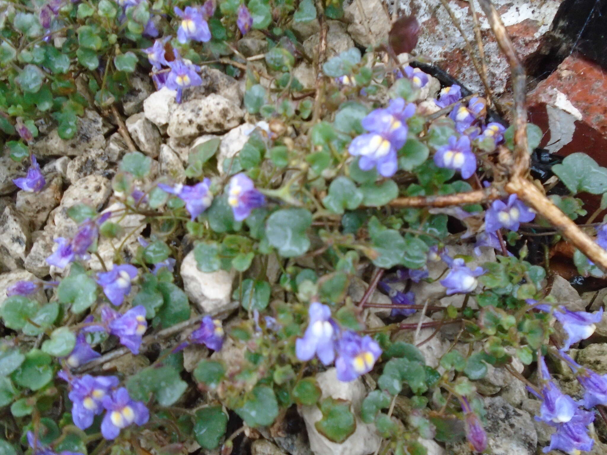 Image de Cymbalaria pallida (Ten.) Wettst.