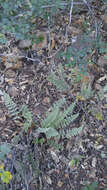 Image of Eaton's lipfern