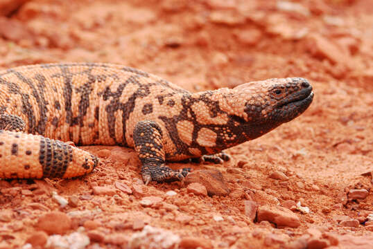 Image of Banded gila monster