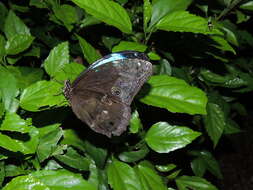 Sivun Morpho menelaus Linnaeus 1758 kuva