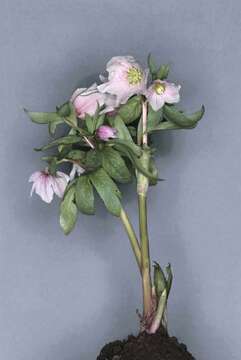 Image of Hellebore