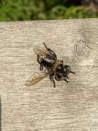 صورة Laphria columbica Walker 1866