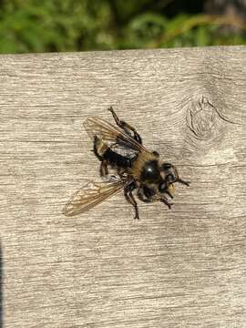 صورة Laphria columbica Walker 1866