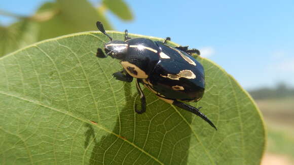 Image of Rutela lineola (Linnaeus 1758)