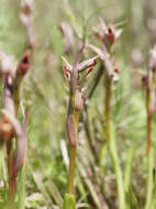 Image of Small-flowered serapias