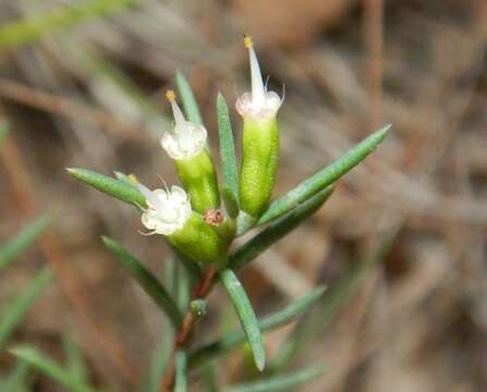 Image of Homoranthus virgatus A. Cunn. ex Schau.