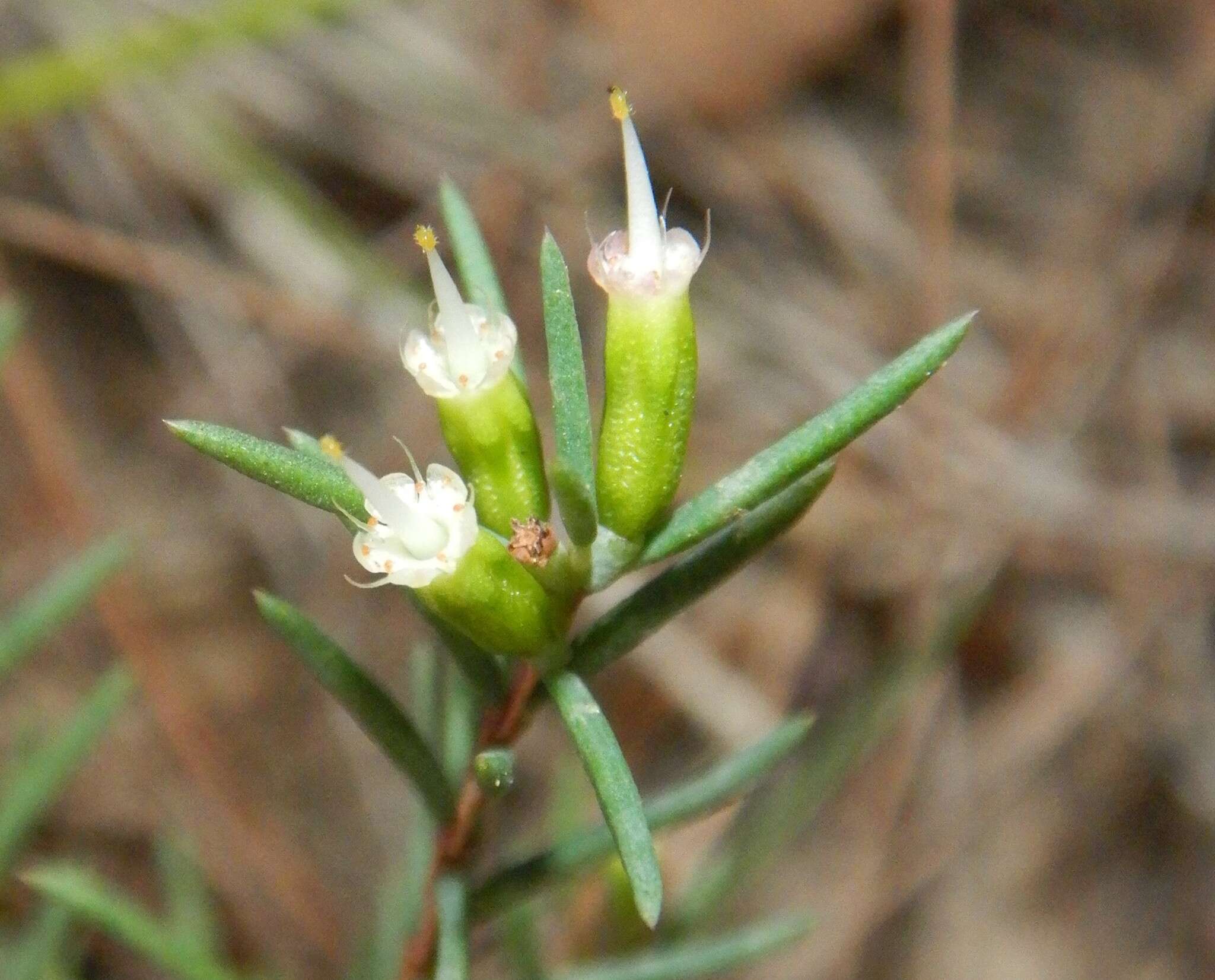 Homoranthus virgatus A. Cunn. ex Schau.的圖片