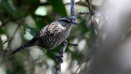 Image of Yucatan Wren