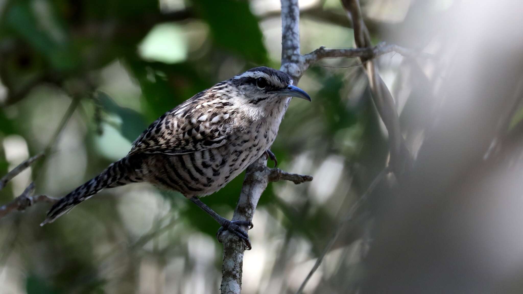 Image of Yucatan Wren