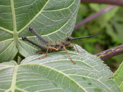 Piezops ensicornis (Stål 1878)的圖片