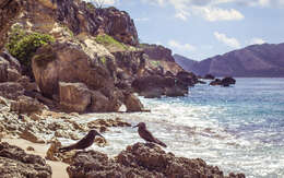 Image of Brown Noddy