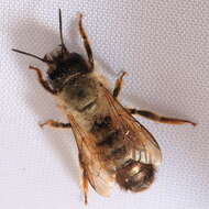 Image of Osmia rufa (Linnaeus 1758)