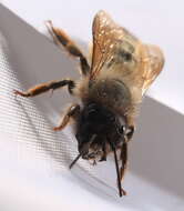 Image of Osmia rufa (Linnaeus 1758)