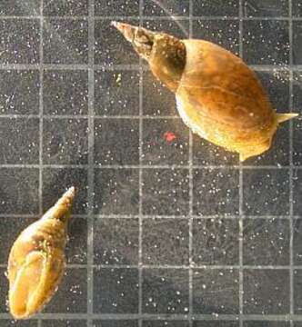 Image of Great Pond Snail