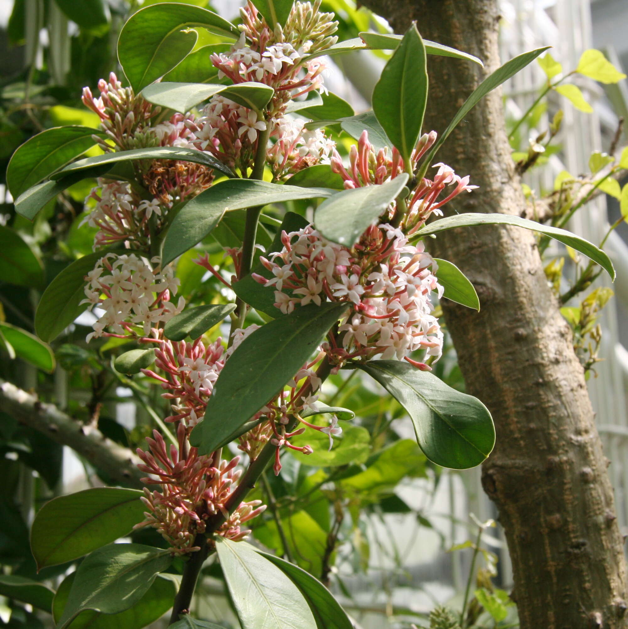 Image of African wintersweet