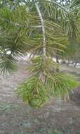 Pinus cembroides Zucc. resmi