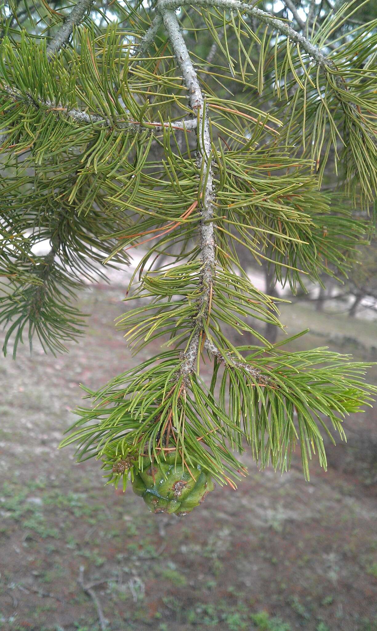 Pinus cembroides Zucc. resmi